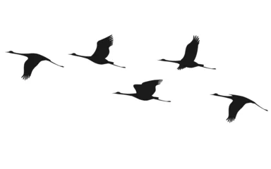 Foto op Plexiglas Crane flock © val_iva
