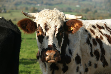 Animal ferme vache 116