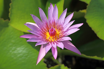 nymphaea