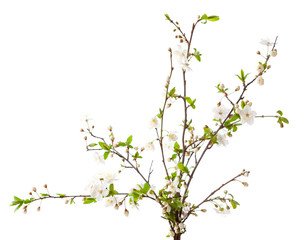 cherry in blossom isolated on white.