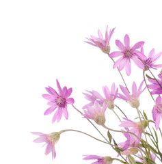 Obraz na płótnie Canvas Wildflowers isolated on white background. Immortelle