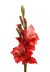 Red gladiolus isolated on white background