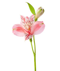 Pink flower isolated on white background. Alstroemeria