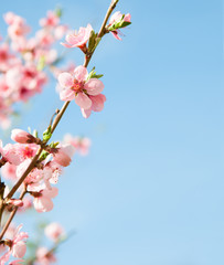 branches with  pink flowers against the blue sky. Peach