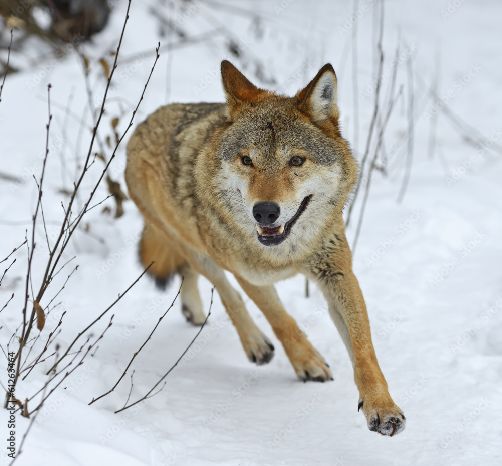 Poster gray wolf