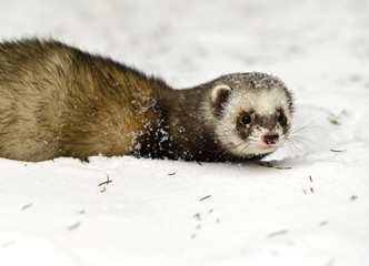 Forest polecat