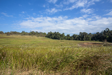 grassland plant, landscape view of grassland and plant