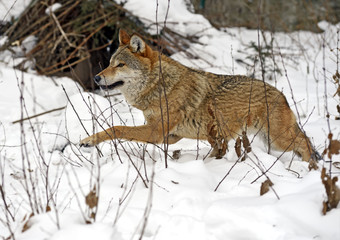 Gray Wolf