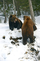 Naklejka premium Brown bear in the woods in winter
