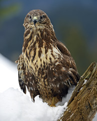 Buzzard