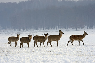 A herd of spotted deer in winter