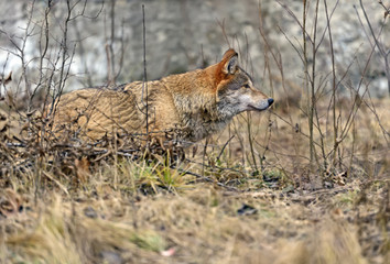Gray Wolf in the woods
