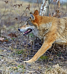 Gray Wolf in the woods