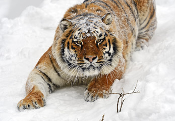 Amur Tiger