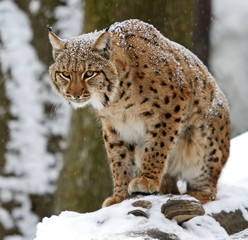 winter Lynx