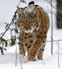 Winter Lynx