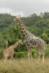 Two giraffes standing outdoors at savannah