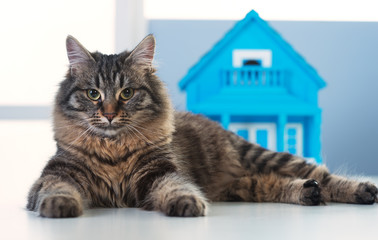 Fototapeta na wymiar Cat and model house