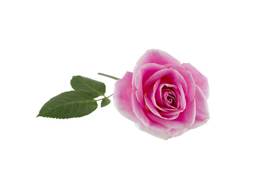Single Pink Rose on White