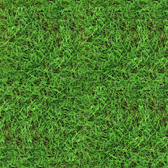 Green grass seamless texture