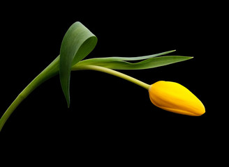 Yellow tulip flower arching gracefully over black