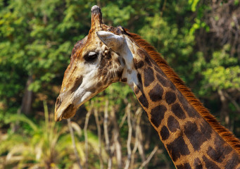 Giraffe in the Chiang Mai zoo