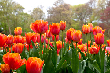 Group of red tulips on a background of forest.