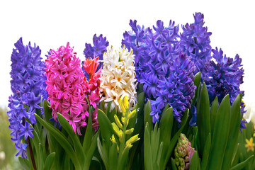 Group of hyacinths on a white background. Panorama.