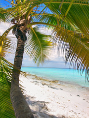 tropical beach in Dominican republic. Caribbean sea.