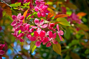 Fototapeta na wymiar A branch of a cherry. Spring landscape.