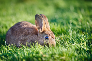 Easter rabbit on fresh green grass