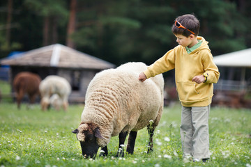 Cute little boy feeding a sheep