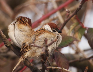 Sparrow on branch, tree sparrow, passer montanus