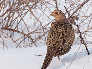 Common Pheasant female, Phasianus colchicus