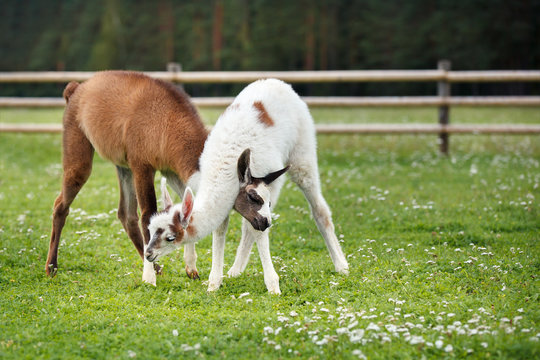 Two baby lamas playing together