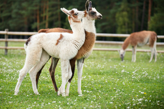 Baby lamas playing together
