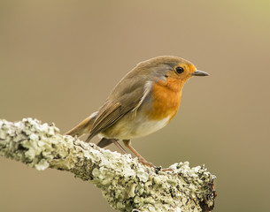 Petirrojo en la naturaleza