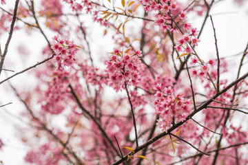 Wild himalayan cherry flower blossom