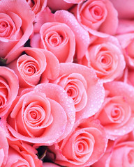 Background image of pink roses with water drop