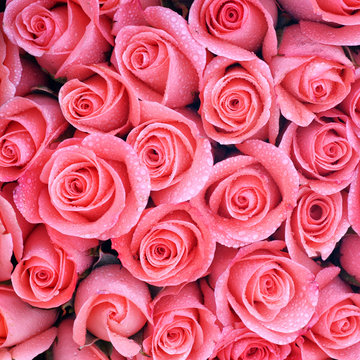 Background image of pink roses with water drop