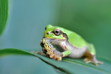 虫を食べる蛙