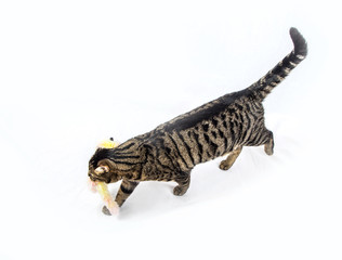 cat holding his toy in the mouth