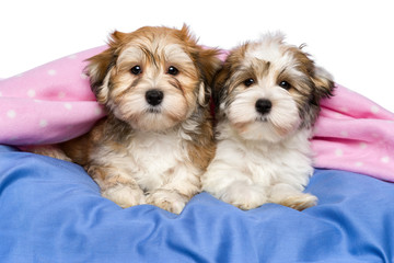 Fototapeta na wymiar Two cute Havanese puppies are lying in a bed