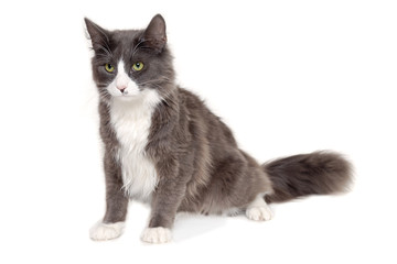 Gray cat sitting on a clean white background