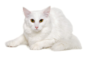 Obraz premium White cat is resting on a clean white background