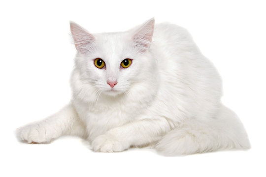 White cat is resting on a clean white background