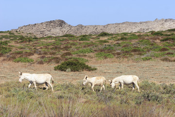 Fototapeta premium white donkey, resident only island asinara, sardinia italy 