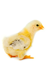 Chicken baby