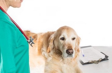 Veterinary consultation