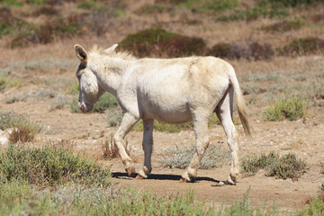 white donkey, resident only island asinara, sardinia italy 